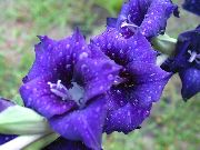 синій Квітка Гладіолус (Шпажнік) (Gladiolus) фото