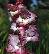 burgundy Cvet Gladiole (Gladiolus) fotografija