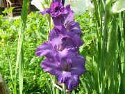 purpurs Zieds Gladiola (Gladiolus) foto