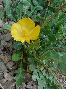 żółty Kwiat Glaucium  zdjęcie