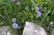 浅蓝  全球菊花 (Globularia) 照片