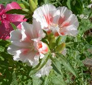 blanc Fleur Atlasflower, Adieu À Ressort, Godetia  photo