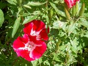 červená Kvetina Atlasflower, Rozlúčka-Na-Na Jar, Pupalkový (Godetia) fotografie