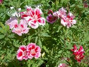 pink Blomst Atlasflower, Farvel-Til-Forår, Godetia  foto