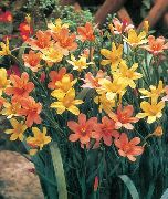 oranžový Kvetina Mys Tulipán (Homeria collina, Moraea collina) fotografie
