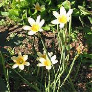 amarillo Flor Cape Tulipán (Homeria collina, Moraea collina) foto
