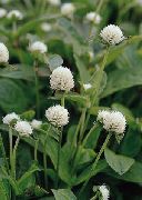 garden flowers white Globe Amaranth Gomphrena globosa photos, description, cultivation and planting, care and watering