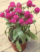 garden flowers claret Globe Amaranth Gomphrena globosa photos, description, cultivation and planting, care and watering