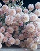 pink Blomst Kloden Amaranth (Gomphrena globosa) foto