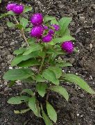 purpurowy Kwiat Gomphrena (Gomphrena globosa) zdjęcie