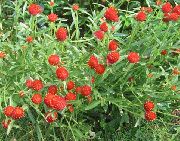 červená Kvetina Zemegule Amarant (Gomphrena globosa) fotografie