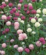 garden flowers pink Globe Amaranth Gomphrena globosa photos, description, cultivation and planting, care and watering