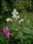 balts  Gigants Fleeceflower, Balts Vilnas Zieds, Balts Pūķis (Polygonum alpinum, Persicaria polymorpha) foto