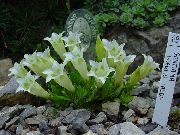 valkoinen Kukka Gentian, Paju Gentian (Gentiana) kuva