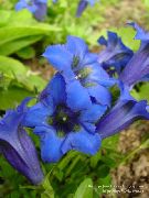 plava Cvijet Encijan, Vrba Gorčica (Gentiana) foto