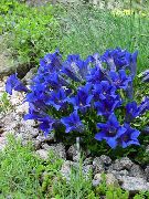 ლურჯი ყვავილების ნაღველას, ტირიფის Gentian (Gentiana) ფოტო