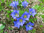 albastru deschis Floare Gențiană, Gențiană Salcie (Gentiana) fotografie