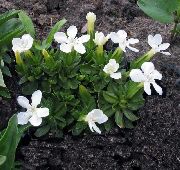 balts Zieds Genciāna, Vītolu Genciāna (Gentiana) foto