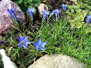 azul claro Flor Genciana Chinos (Gentiana  sino-ornata) foto