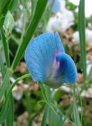svetlo modra Cvet Sweet Pea (Lathyrus odoratus) fotografija
