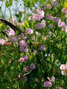 rosa Blume Wicke (Lathyrus odoratus) foto