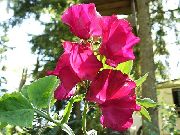 červená Kvetina Hrachor Vonný (Lathyrus odoratus) fotografie