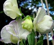 თეთრი ყვავილების ტკბილი ბარდა (Lathyrus odoratus) ფოტო