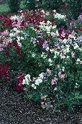valkoinen Kukka Tuoksuherne (Lathyrus odoratus) kuva
