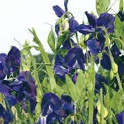 sininen Kukka Tuoksuherne (Lathyrus odoratus) kuva