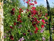 შინდისფერი ყვავილების ტკბილი ბარდა (Lathyrus odoratus) ფოტო