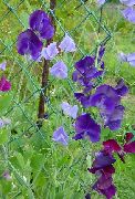 purpurne Lill Magus Hernes (Lathyrus odoratus) foto