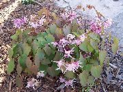 იასამნისფერი ყვავილების Longspur Epimedium, Barrenwort  ფოტო