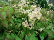 hvit Blomst Longspur Epimedium, Barrenwort  bilde