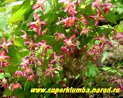 赤 フラワー ツメナガホオジロイカリソウ、メギ科イカリソウ属の植物 (Epimedium) フォト
