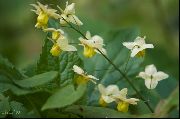 gul Blomst Calcarius Epimedium, Barrenwort  foto
