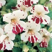 biały Kwiat Mimulus Hybrydowy (Mimulyus)  zdjęcie