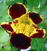 garden flowers claret Monkey Flower Mimulus photos, description, cultivation and planting, care and watering
