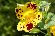 ყვითელი ყვავილების Monkey Flower (Mimulus) ფოტო