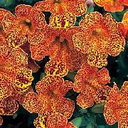 orange  Ape Blomst (Mimulus) bilde