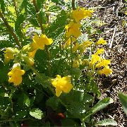 gul Blomst Abe Mos (Mimulus primuloides) foto