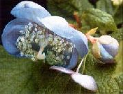 блакитний Квітка Дайнанте (Deinanthe) фото