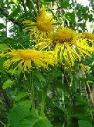 κίτρινος λουλούδι Επιδεικτικός Elecampagne, Elecampane Μαγευτική (Inula magnifica) φωτογραφία