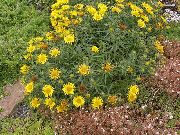 žuti Cvijet Swordleaf Inula, Vitka Poljskog Elecampagne, Elecampane, Uski-Poljskog Inula (Inula ensifolia) foto