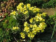 gul Blomst Degenia  bilde