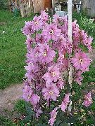 roze Bloem Delphinium  foto
