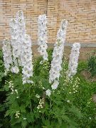 თეთრი ყვავილების Delphinium  ფოტო