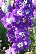 vijolična Cvet Delphinium  fotografija