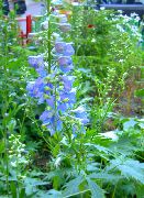 světle modrá Květina Delphinium  fotografie