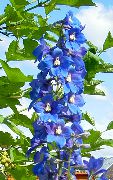 niebieski Kwiat Ostróżka (Delphinium) zdjęcie