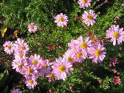 ვარდისფერი ყვავილების Dendranthema  ფოტო